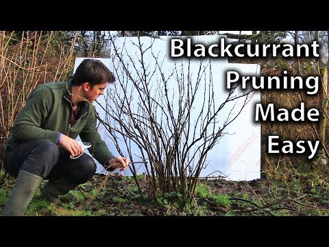 Video: Pruning currants for beginners