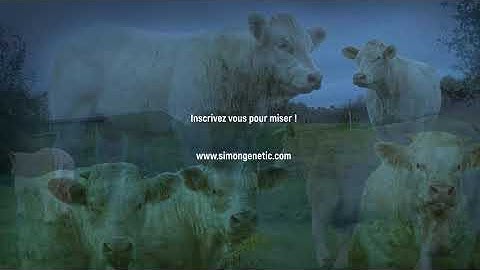 Lot 182 - vente SG 2025