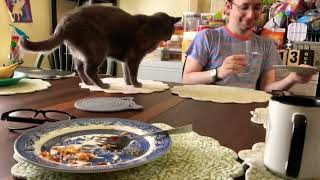 My cat is eating food on our Wyrmwood table