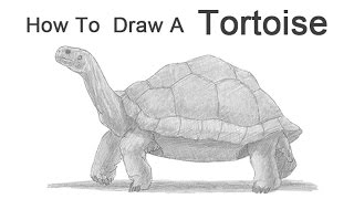 How to Draw a Tortoise