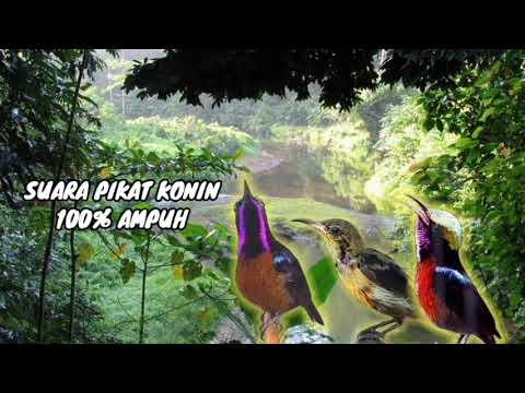 SUARA PIKAT BURUNG KONIN 100% AMPUH ANTI ZOONK TERBARU