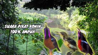 Download Lagu SUARA PIKAT BURUNG KONIN 100% AMPUH ANTI ZOONK TERBARU MP3
