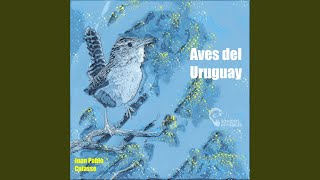 Pijuí Común Pijuí Común