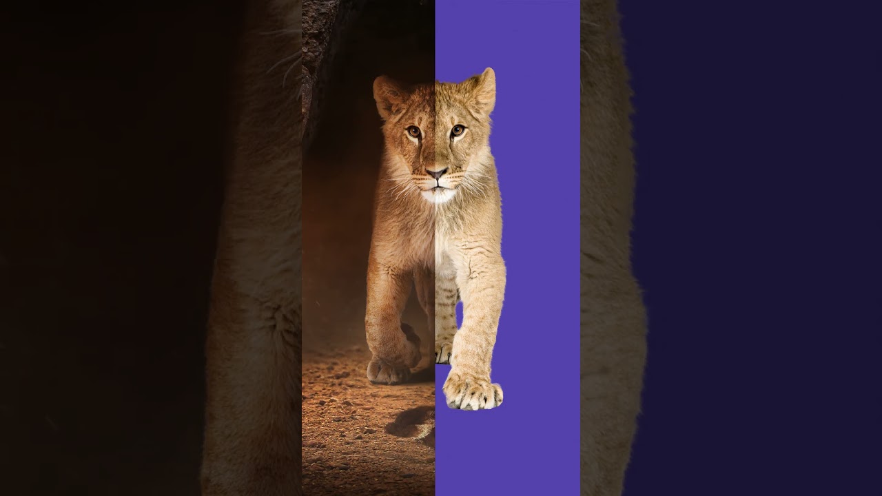 I recreated The Lion King poster in Photoshop with stock photos! 