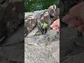 カルガモにタッチしてみた（植物で）癒される〜#カルガモ　#動物　#shortvideo