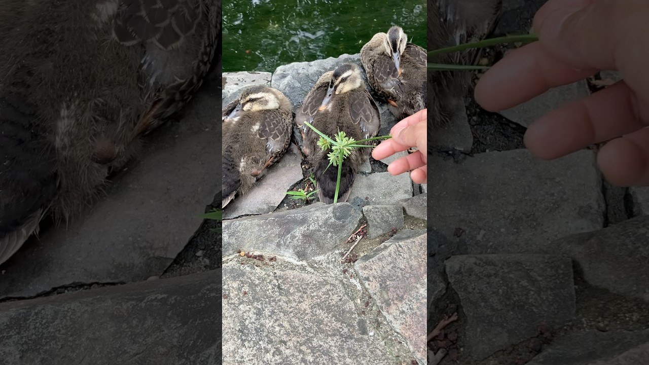 カルガモにタッチしてみた（植物で）癒される〜#カルガモ　#動物　#shortvideo