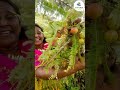 அரிய வகை சிகப்பு நெல்லி காய்#சிவப்பு நெல்லிக்காய்#சிவப்பு நெல்லி மரம்#palanimayuraherbals 6380859091
