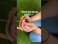 Watch a Carnation Bloom in Seconds 🌸Satisfying Flower Opening Timelapse#floralartwork #floraldesign