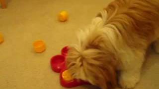 ozzie the shih tzu plays "paws game"--Boycott Boring Dog Toys screenshot 4