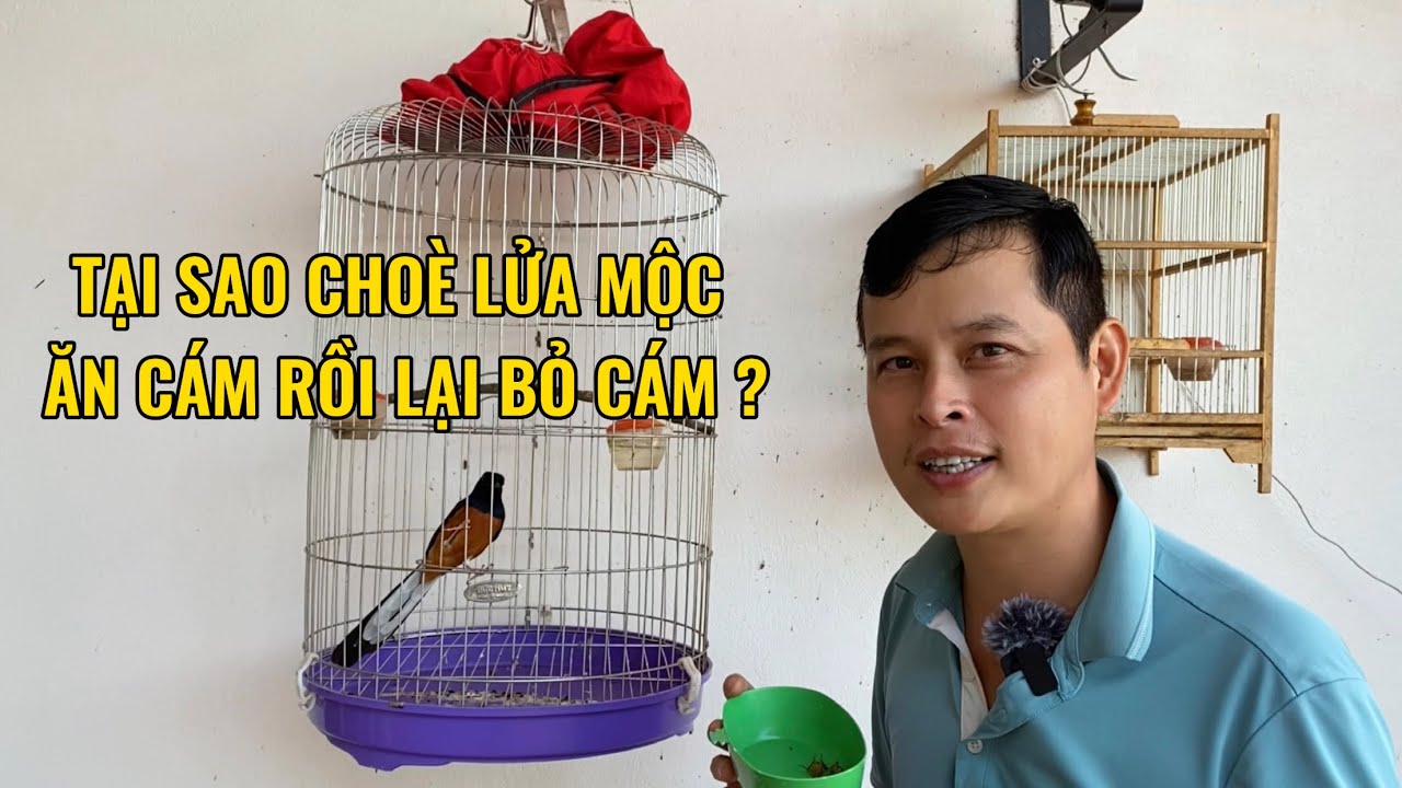 Tại sao choè lửa mộc ăn cám rồi lại bỏ cám?