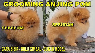 CARA GROOMING ANJING POM BIAR GAK KUSUT & TAMPIL MEWAH