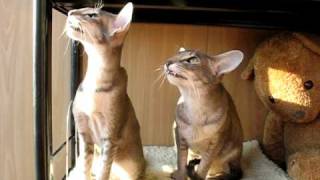 Видео Щёлкать клювом (автор: smurela)