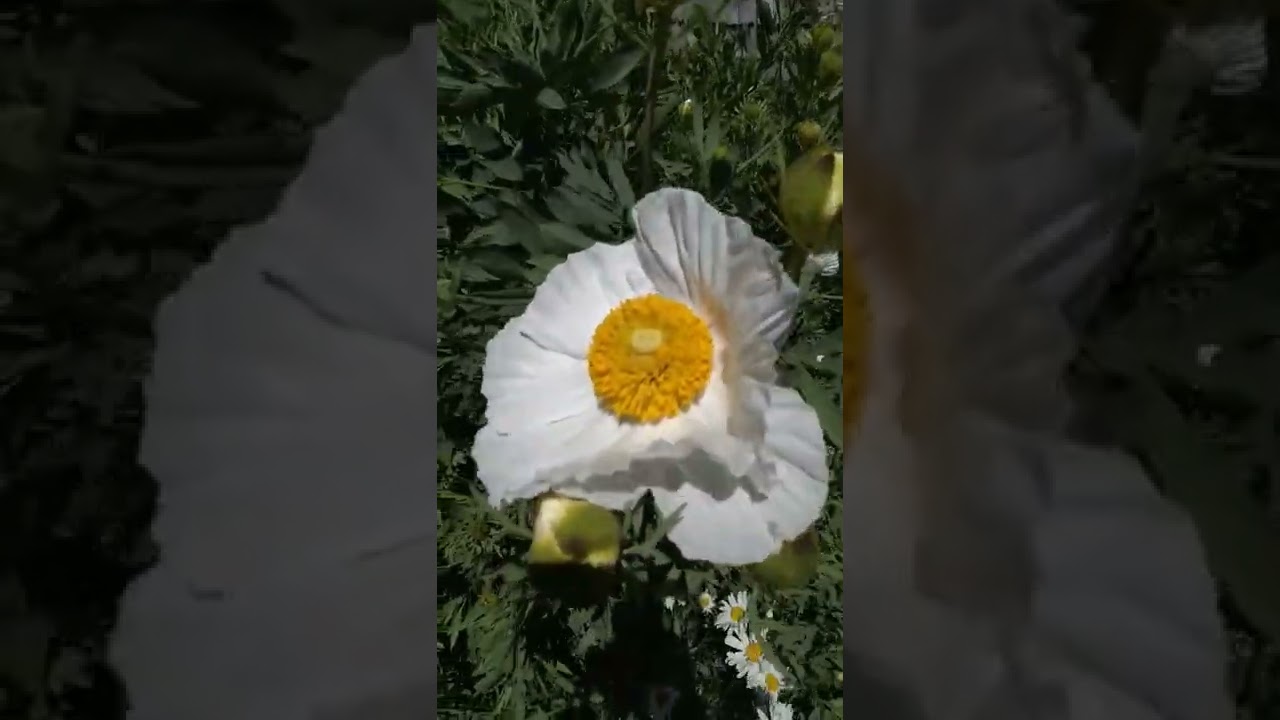 Fried Egg Flower. 