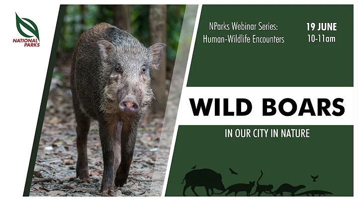 Wild Boars in Our City in Nature | NParks Webinar Series