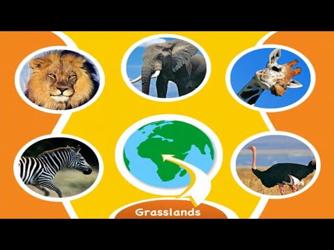 Animal Genius PC Game Grasslands No Commentary