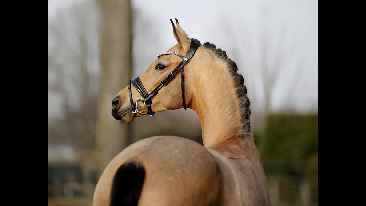 Quite Golden - 5yo dun mare by Quaside