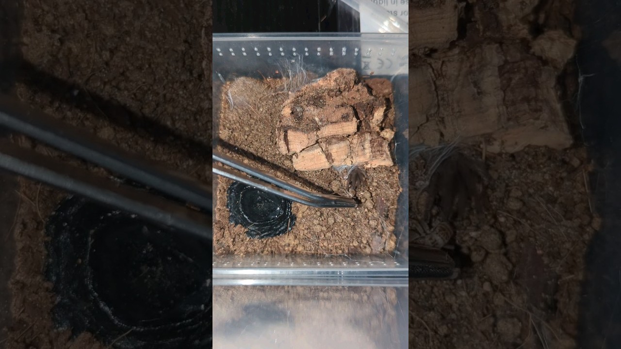 Ceratogyrus darlingi (The Rear-Horned Baboon)