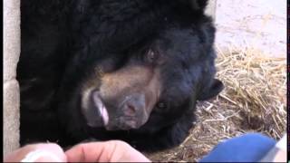 Joe Exotic's Animal Cruelty To A Black Bear