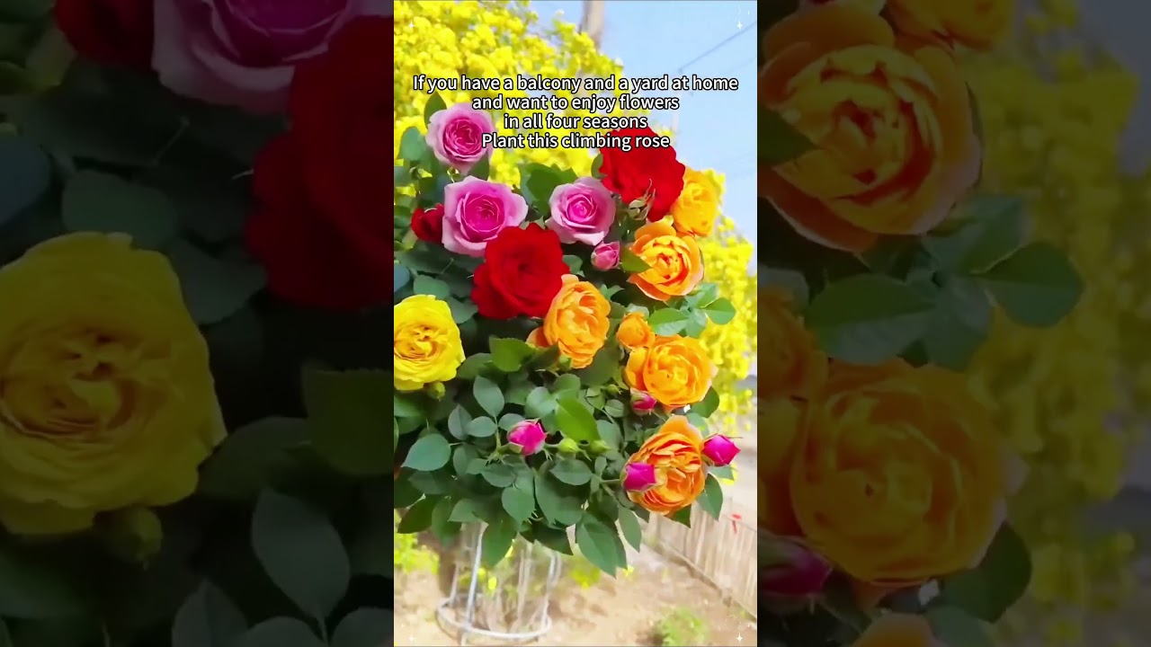 Vibrant Flowers in Stunning Colors