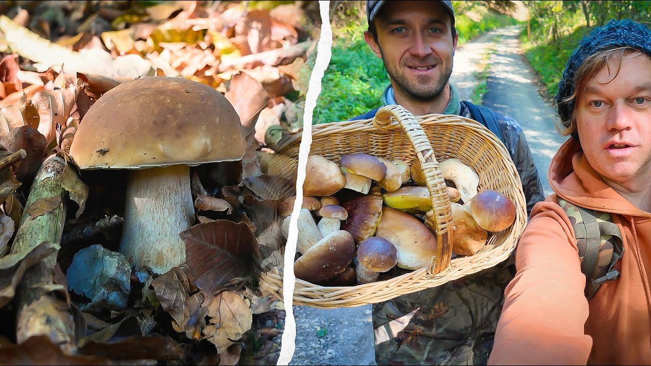 Výlet na HUBY - Hríb Smrekový