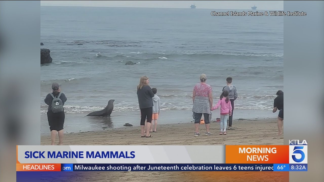 Poisoned sea lions, dolphins washing up on SoCal beaches