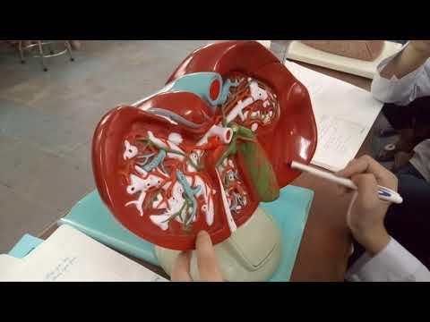 Video Giải phẫu Gan- hệ tiêu hóa - youtube