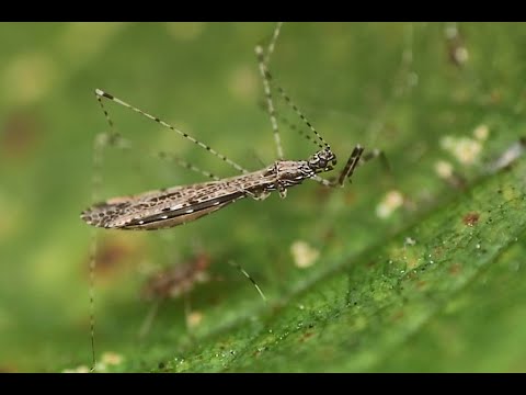 Schaarse muggenwants Empicoris cf. rubromaculatus