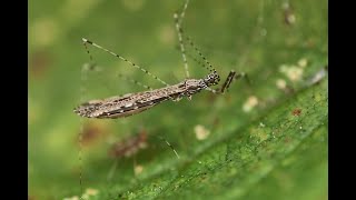 Schaarse Muggenwants Empicoris Rubromaculatus