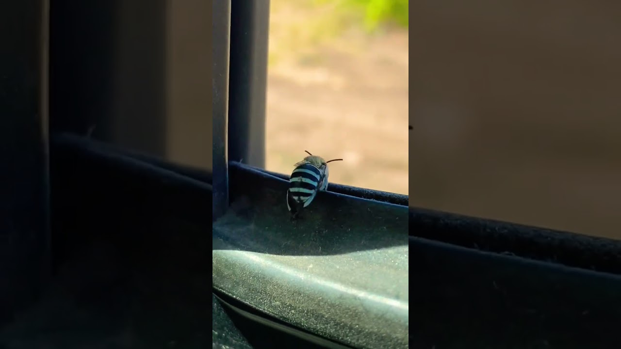 Native Australian Blue Bee 