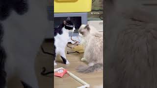 냥아치 금복아 머루가 힝아야 선 넘지마!!#cat #cute #cutecat #고양이 #고양이집사 #고양이일상