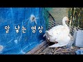 [어메이징] 거위가 알 낳는 모습｜X꼬 괜찮아?｜goose laying en egg