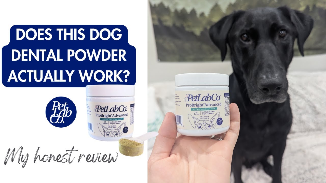 Does PetLab Co.’s Dental Powder Target Yellow Dog Teeth? Before & After