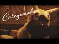 キャットアイメイク / セオ Cover