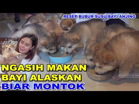 KASIH MAKAN BAYI ANJING ALASKAN BIAR MONTOK - RESEP BUBUR BAYI ANJING