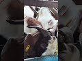 Eating Alot #goat #whitegoat #animals #farming