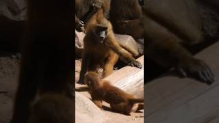 Beautiful Monkeys Playing