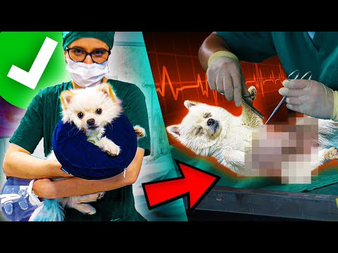 HONEY HAD SURGERY!