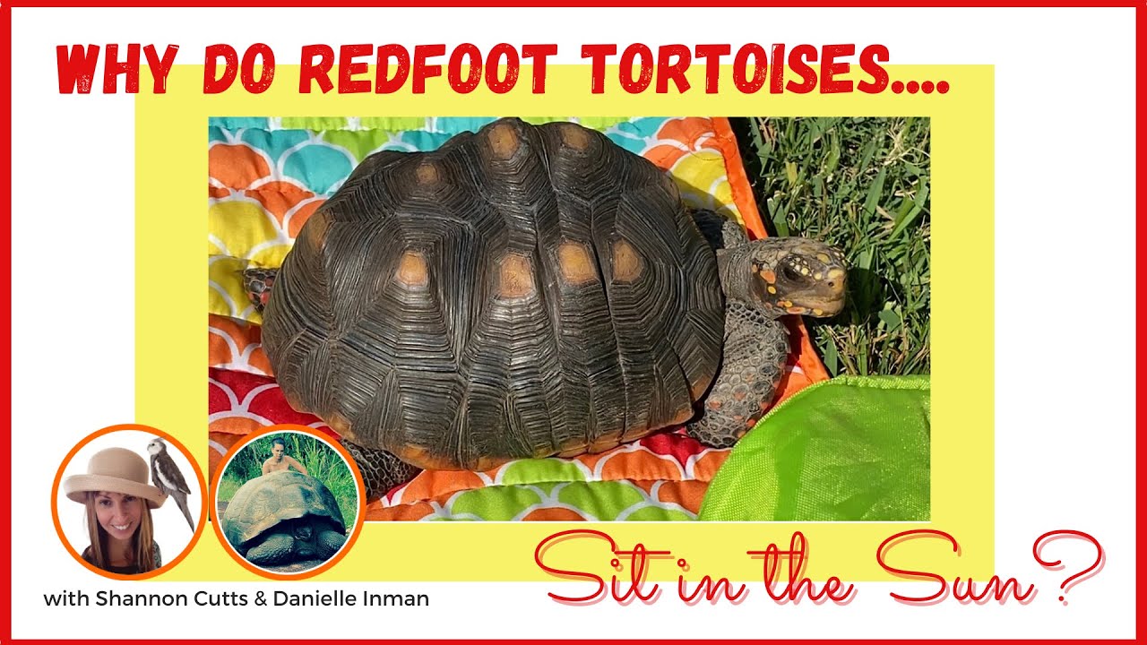 The Curious Keeper Why Do Redfoot Tortoises Sit in the Sun?