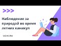 Наблюдение за природой во время летних каникул