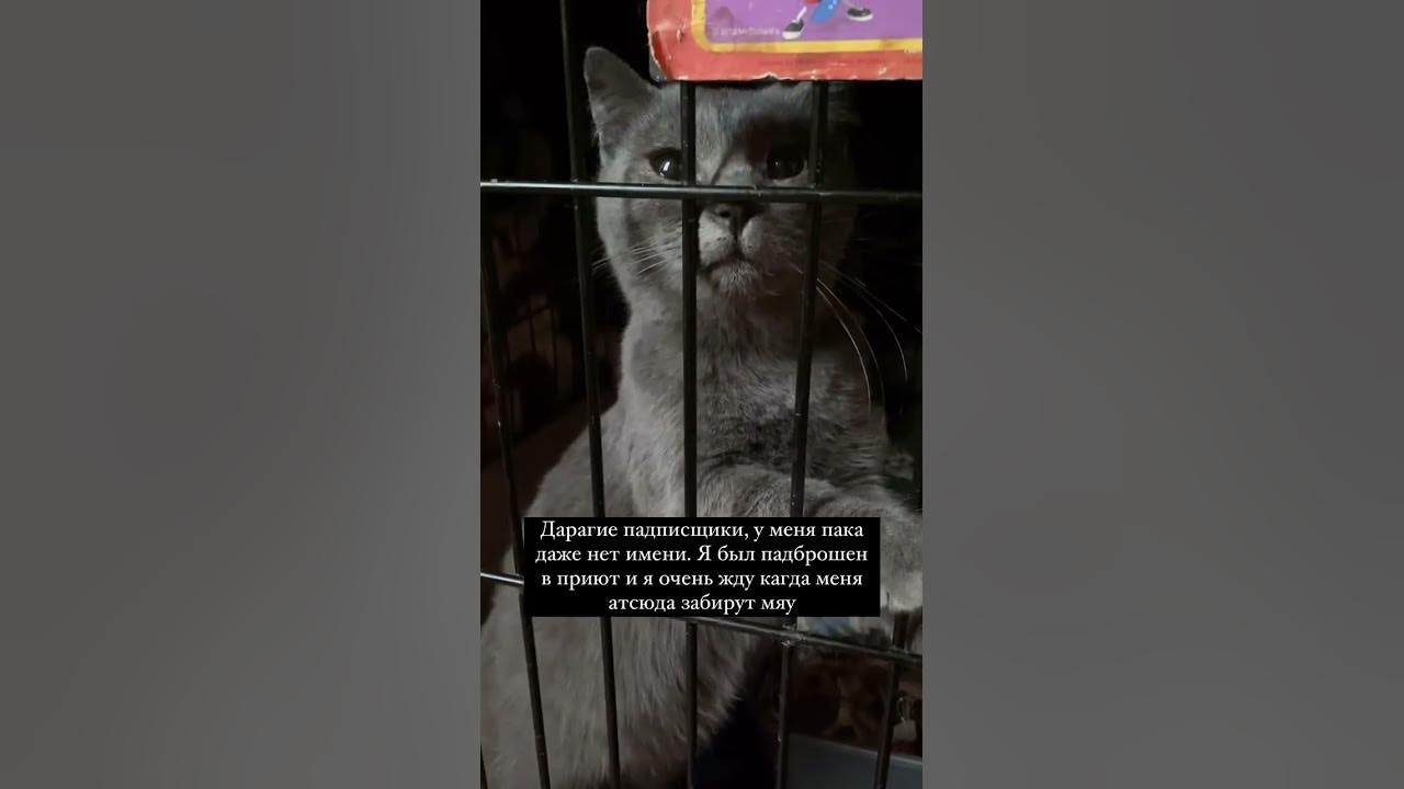 Приют для кошек Кот Лэнд Павловский Посад - YouTube