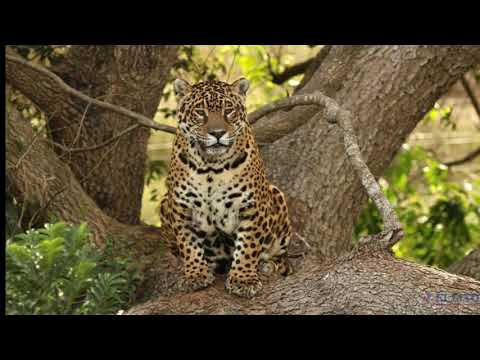 25 de mayo quotHimno Nacional Argentinoquot