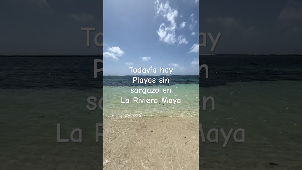 Como esta La Playa Hoy en La Riviera Maya #playa #sargazo #mar