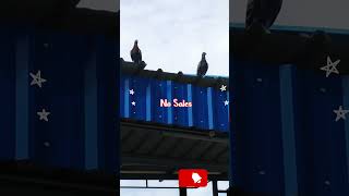 #Homer #Pigeon #chick #Hpc 🐣namma Homer chich 🐣🐣 parakka start paniruchchu Friends 😍😍😍.