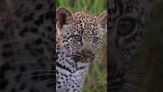 Famous Tiny Leopard Cub Emerges from Den! Profile