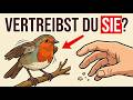 10 Alltagsfehler, die Vögel für immer vertreiben (Hör sofort damit auf!)