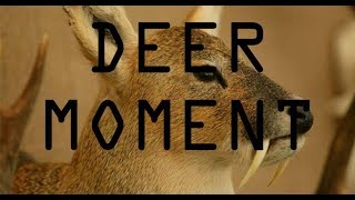 Water Deer - From Wikipedia, The Free Encyclopedia