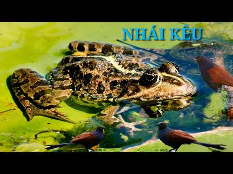 Video TIẾNG NHÁI KÊU [ BẪY BÌM BỊP ] The sound of frogs - youtube