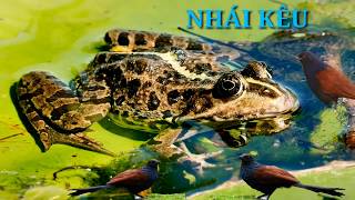 TIẾNG NHÁI KÊU [ BẪY BÌM BỊP ]  The sound of frogs