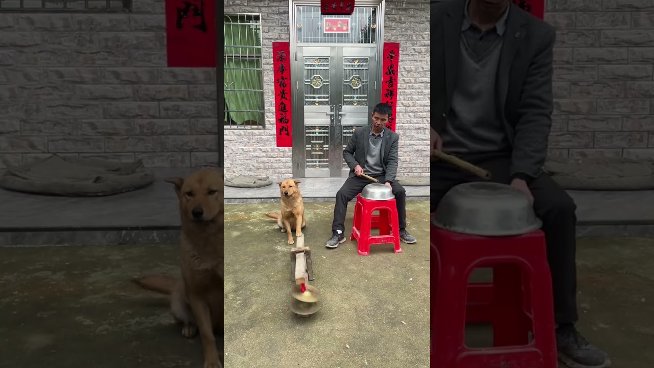 Who Plays Dahuang's Cymbals Better Or My Gong Better 😂