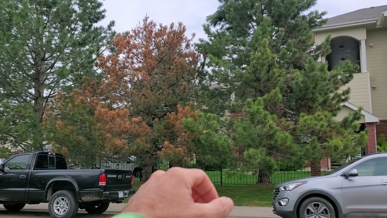 Protect your Pine tree from conifer beetles, Longmont